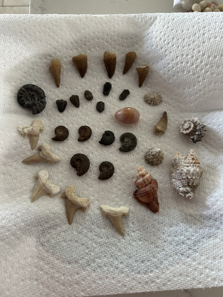 Collection of ammonites, trilobites, shark teeth, and shells on a paper towel