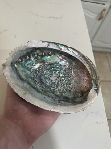 Abalone shell held in a hand, showing iridescent nacre along the inner surface