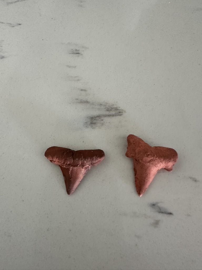 Two fossil shark teeth in deep rust brown on a light marbled surface